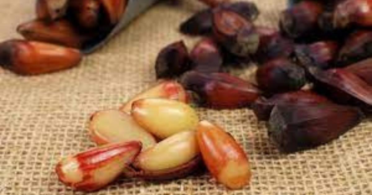Especiais: Pinhão Cozido