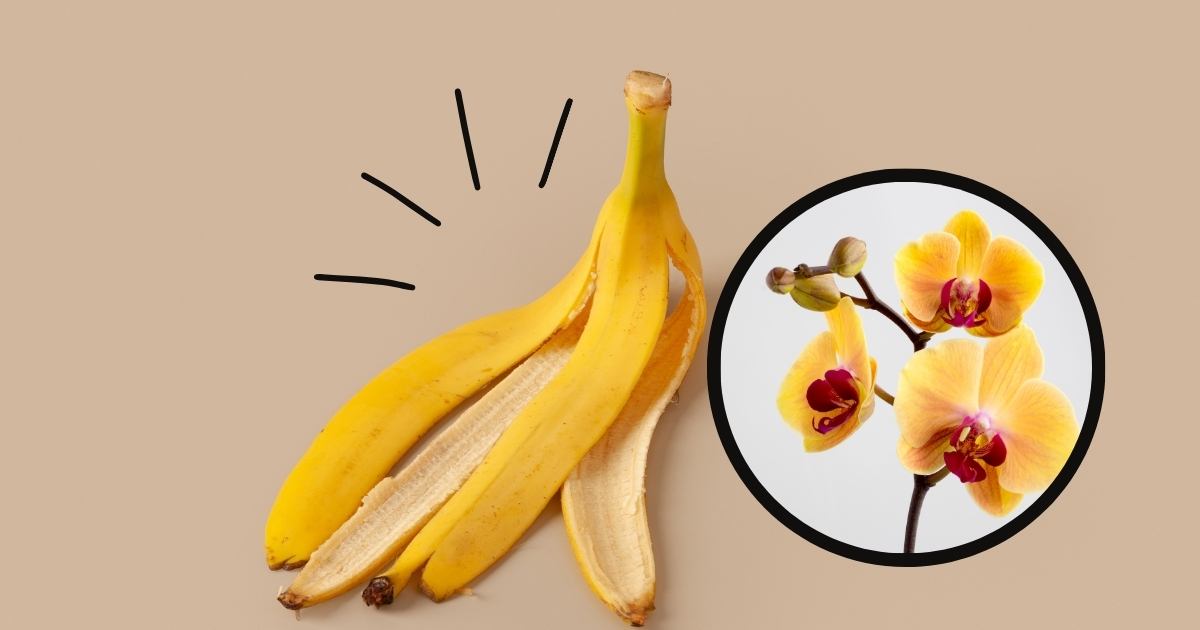 Transforme cascas de banana em adubo para orquídeas mais saudáveis e vibrantes....
