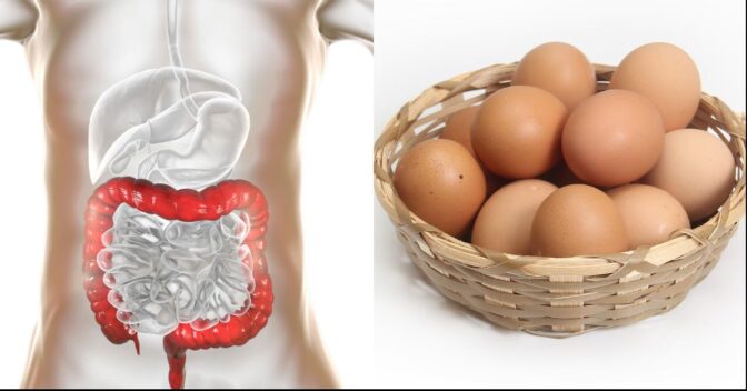 Dicas e Alimentação: OVOS e INTESTINO: O que Você Precisa Saber!